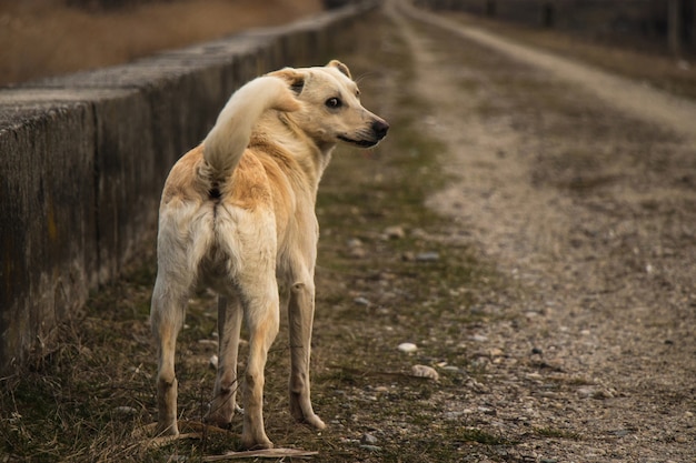 Un giovane cane giallo