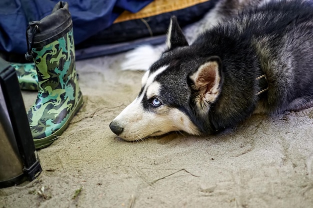 Un giovane cane husky riposa in una tenda