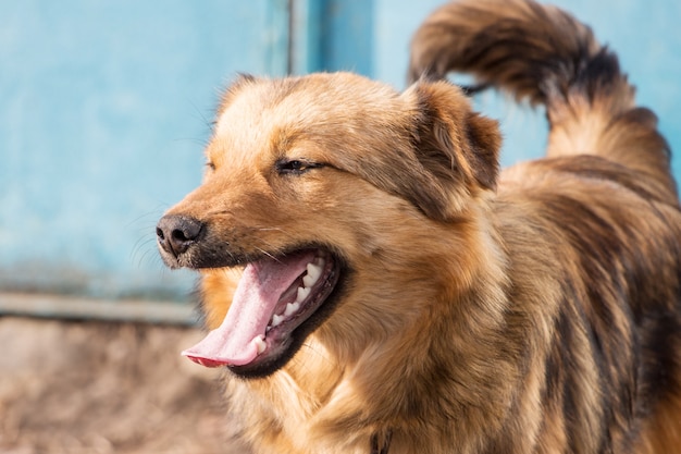 Un giovane cane marrone con la bocca aperta in tempo soleggiato