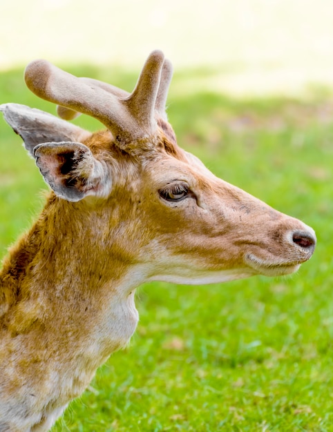 Un giovane cervo da vicino