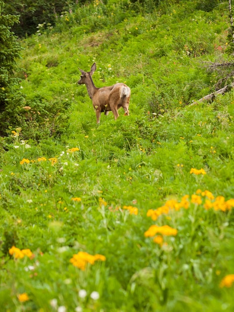 Un giovane cervo in piedi in una foresta.