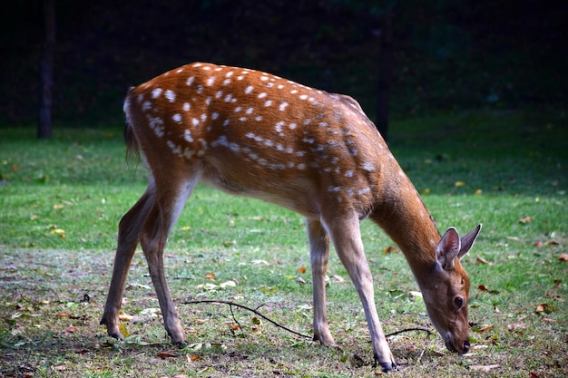 Un giovane cervo sika sta camminando nel parco autunnale.