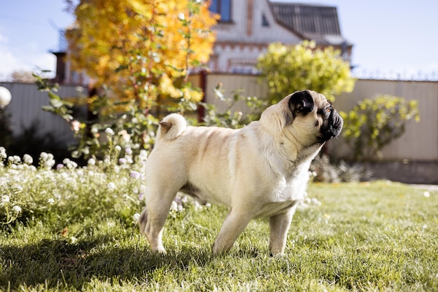 Un giovane e bellissimo cane di razza carlino cammina per strada e corre lungo l'erba verde