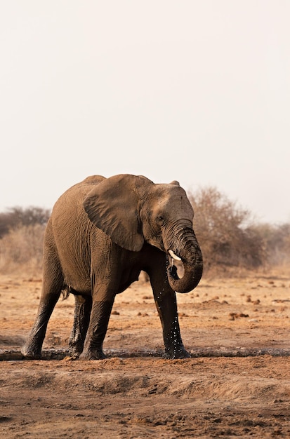 Un giovane elefante beve acqua in un abbeveratoio nel Parco Nazionale Etosha Namibia