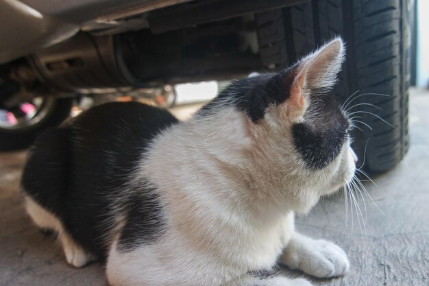 Un giovane gatto bianco e nero attento