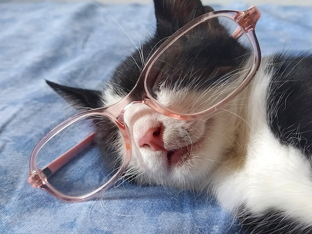 Un giovane gatto bianco e nero con gli occhiali con bordi rosa dorme su un copriletto blu Scherzi con un gatto