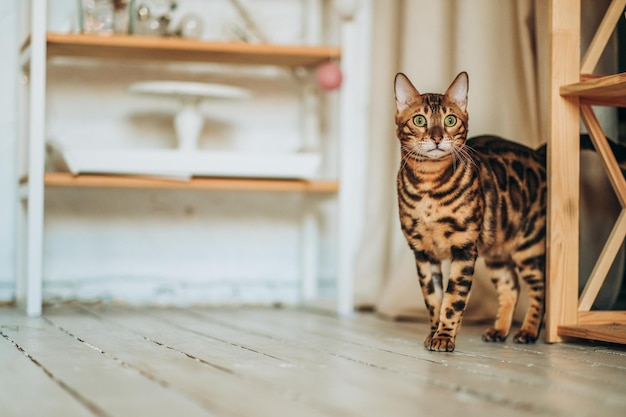 Un giovane gatto del Bengala cammina per la stanza