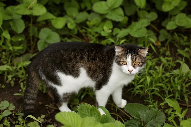 un giovane gatto tricolore si trova in un giardino verde e guarda la telecamera