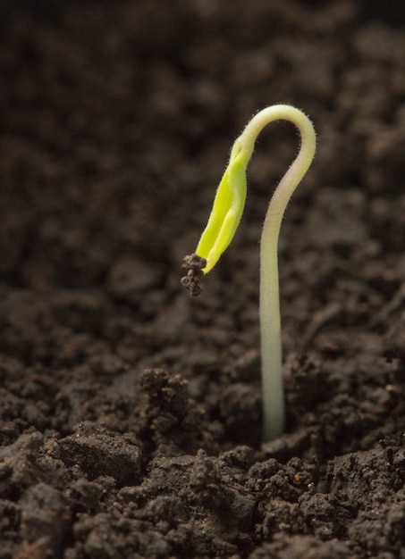 Un giovane germoglio verde emerse dal terreno