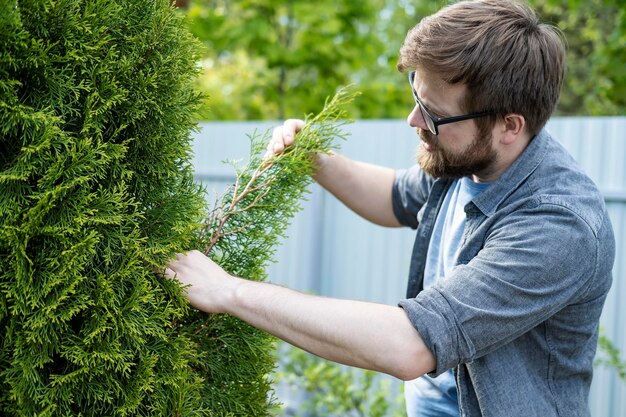 Un giovane giardiniere maschio serio ispeziona l'albero sempreverde di thuja che coltiva nel suo giardino