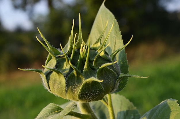 Un giovane girasole Helianthus si prepara a fiorire