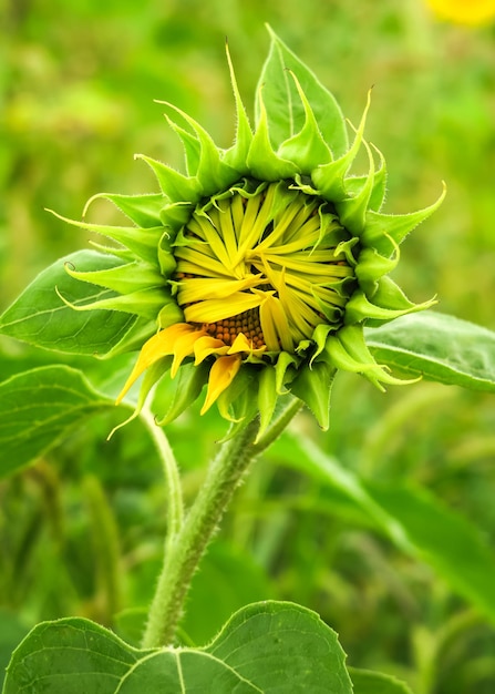 un giovane girasole non aperto cresce in un campo. concetto di coltivazione del girasole