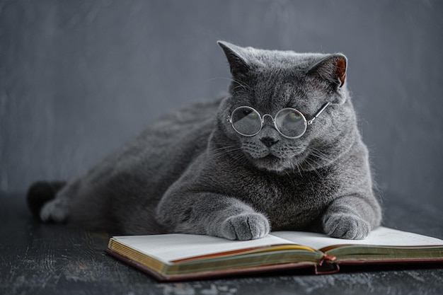 Un giovane grande gatto britannico grigio in bicchieri trasparenti rotondi giace su un taccuino, un taccuino.