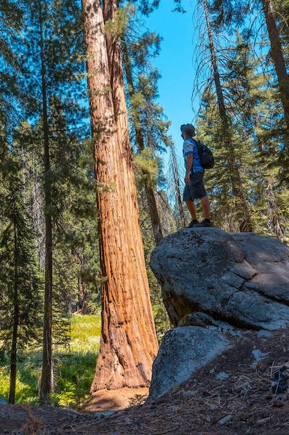 Un giovane in cima a una pietra accanto a un albero gigante nel Parco Nazionale di Sequoia