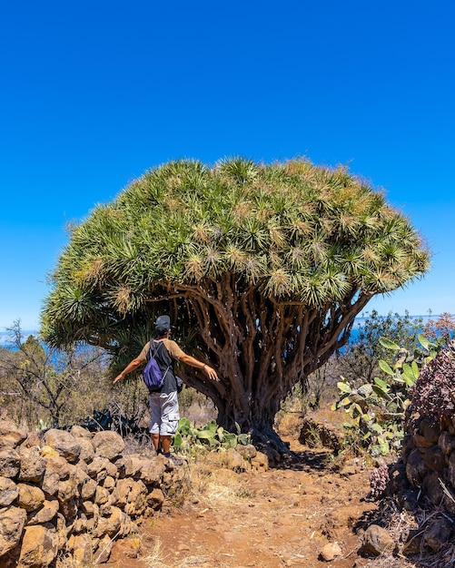 Un giovane in un gigantesco albero del drago sul sentiero di Las Tricias Garafia