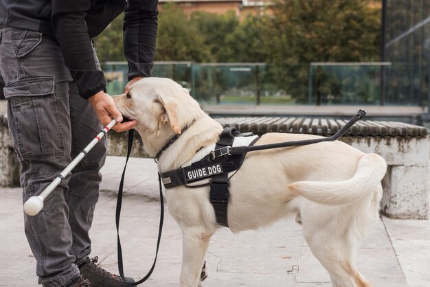 Un giovane labrador durante una sessione di addestramento per un cane guida