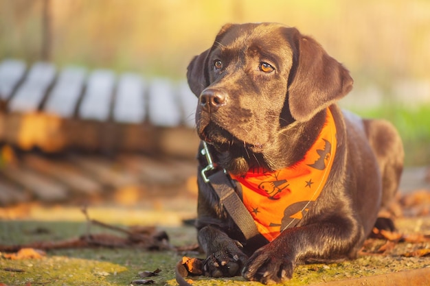 Un giovane labrador retriever che giace in una bandana arancione di Halloween Junior Labrador retriever