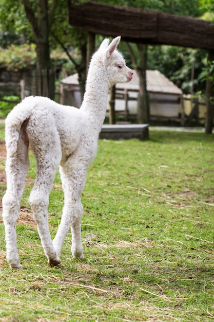 Un giovane lama