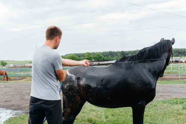 Un giovane lava un cavallo purosangue con un tubo flessibile in una giornata estiva al ranch. Zootecnia e allevamento di cavalli.