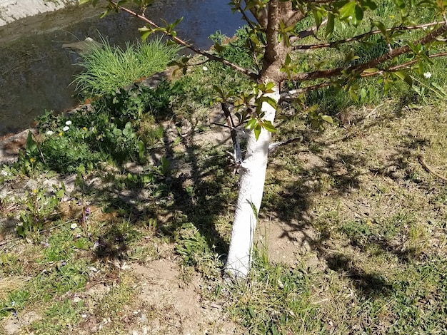 Un giovane melo il cui tronco è dipinto di bianco per proteggere l'albero dai parassiti degli insetti