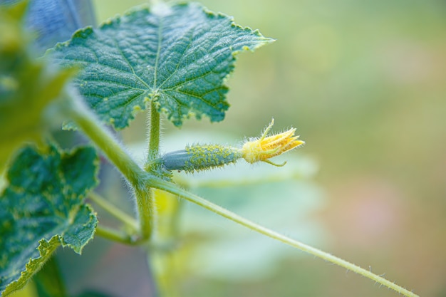 Un giovane ovaio di un cetriolo con un fiore giallo. Focalizzazione morbida. Macro fresca succosa del primo piano del cetriolo su un fondo delle foglie