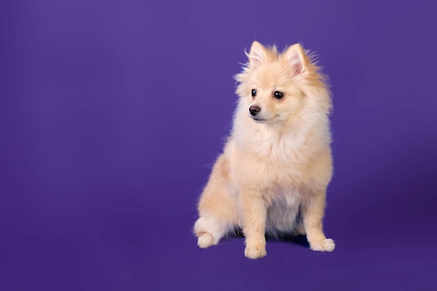 Un giovane pomerania dopo la toelettatura su sfondo blu mostra un taglio di capelli