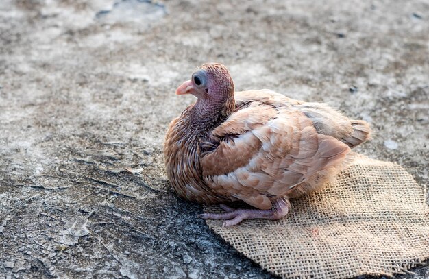 Un giovane pulcino di piccione sano seduto sotto la morbida luce del sole sul tetto