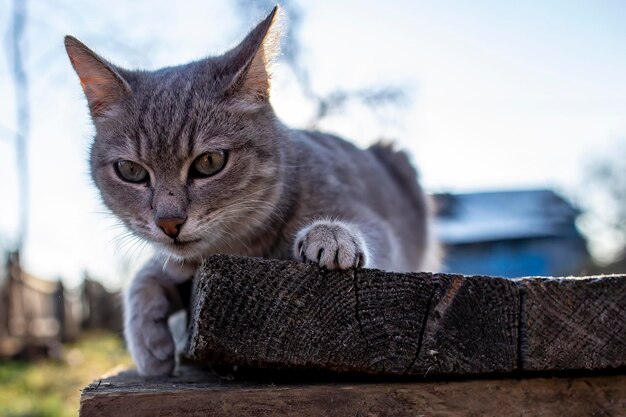 Un giovane simpatico gatto giocoso giace su una panca di legno sotto i raggi del sole