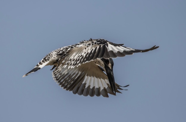 Un giovane uccello marino settentrionale sta volando nel cielo.