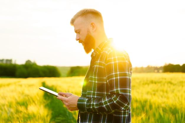 Un giovane uomo barbuto sta con una tavoletta in un campo di grano Il contadino controlla il futuro raccolto