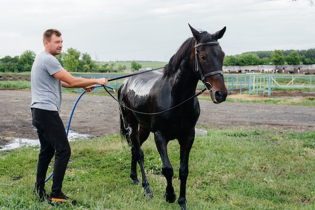 Un giovane uomo lava un cavallo purosangue con un tubo flessibile in una giornata estiva al ranch. Zootecnia e allevamento di cavalli.
