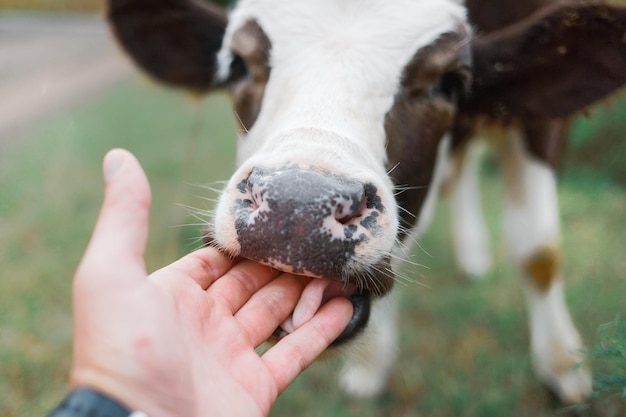 Un giovane vitello curioso gli lecca la mano L'allevamento del bestiame