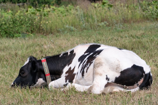 Un giovane vitello pascola in un prato chiaro Mucca al guinzaglio su una catena in un'area ecologicamente pulita il vitello dorme fuori sull'erba