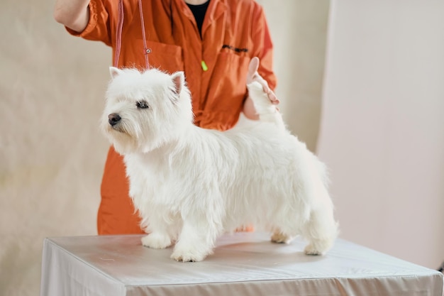 Un giovane West Highland White Terrier in un rack su un tavolo da toelettatura