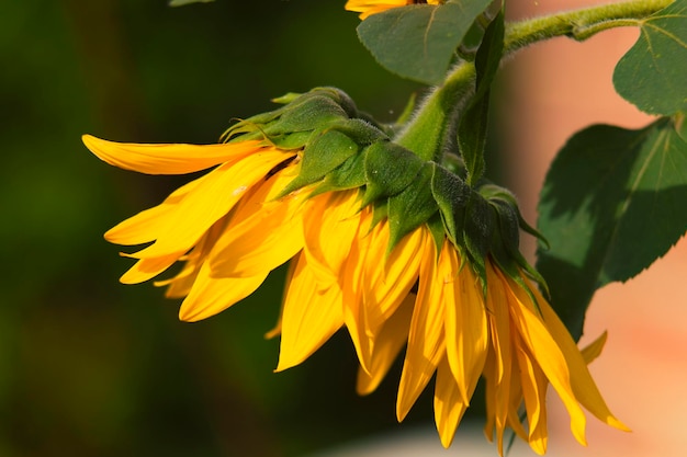 Un girasole cadente in un giardino di campagna