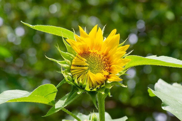 Un girasole che quasi sboccia in una messa a fuoco poco profonda