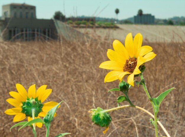 Un girasole comune cresce lungo un sentiero nell'area ricreativa della diga di Sepulveda