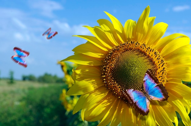 Un girasole con farfalle che volano sullo sfondo