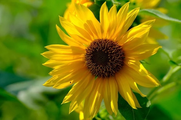 un girasole con un centro giallo.