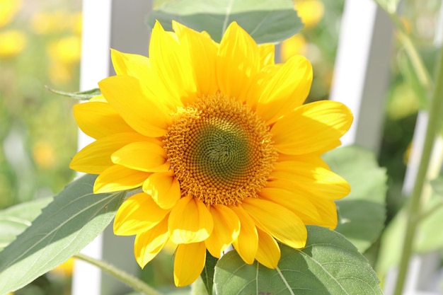 Un girasole con un centro verde e un centro verde.