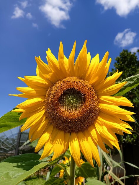 Un girasole con un cielo blu sullo sfondo