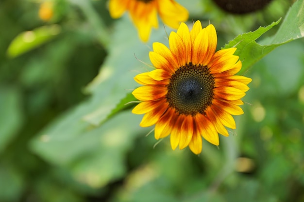 Un girasole con un punto nero al centro.