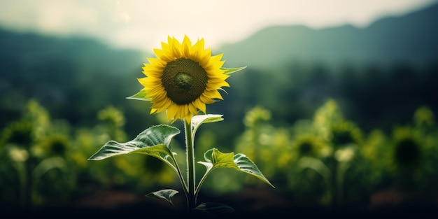 un girasole con uno sfondo sfocato