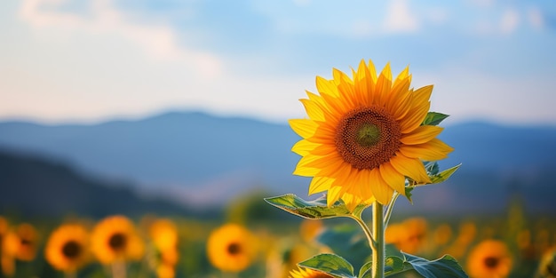 un girasole con uno sfondo sfocato