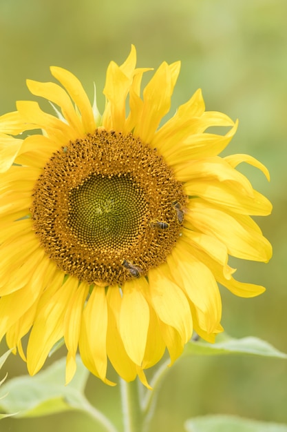 Un girasole giallo brillante che cresce sul campo le api sedute sul fiore che raccolgono il polline
