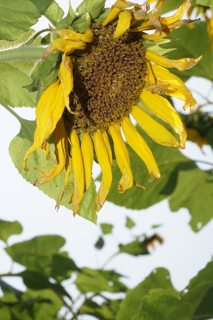 un girasole giallo con un'ape sopra