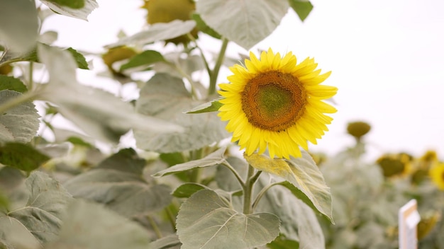 Un girasole in un campo di foglie verdi