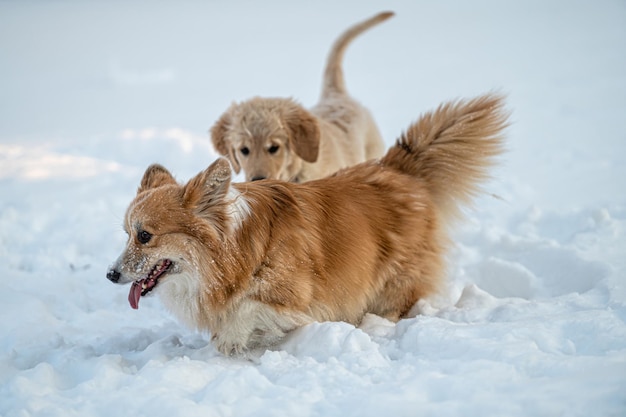 Un golden retriever e un corgi gallese giocano nella neve bianca