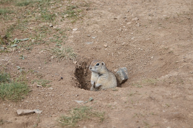 Un gopher guarda da un buco, un roditore in un campo, un animale