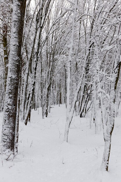 Un gran numero di alberi decidui nudi nella stagione invernale, gli alberi sono coperti di neve dopo gelate e nevicate, cumuli di neve nel parco o nella foresta invernale, ci saranno impronte nella neve